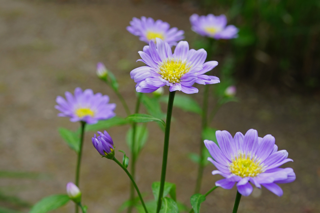 庭の花　みやこわすれ ②