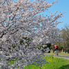 桜 と サイクリスト