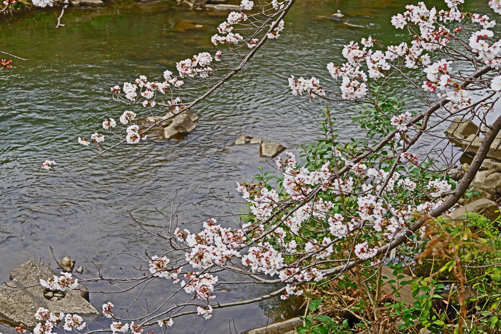 帷子川の桜