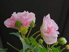 酔芙蓉　② ほろ酔い気分