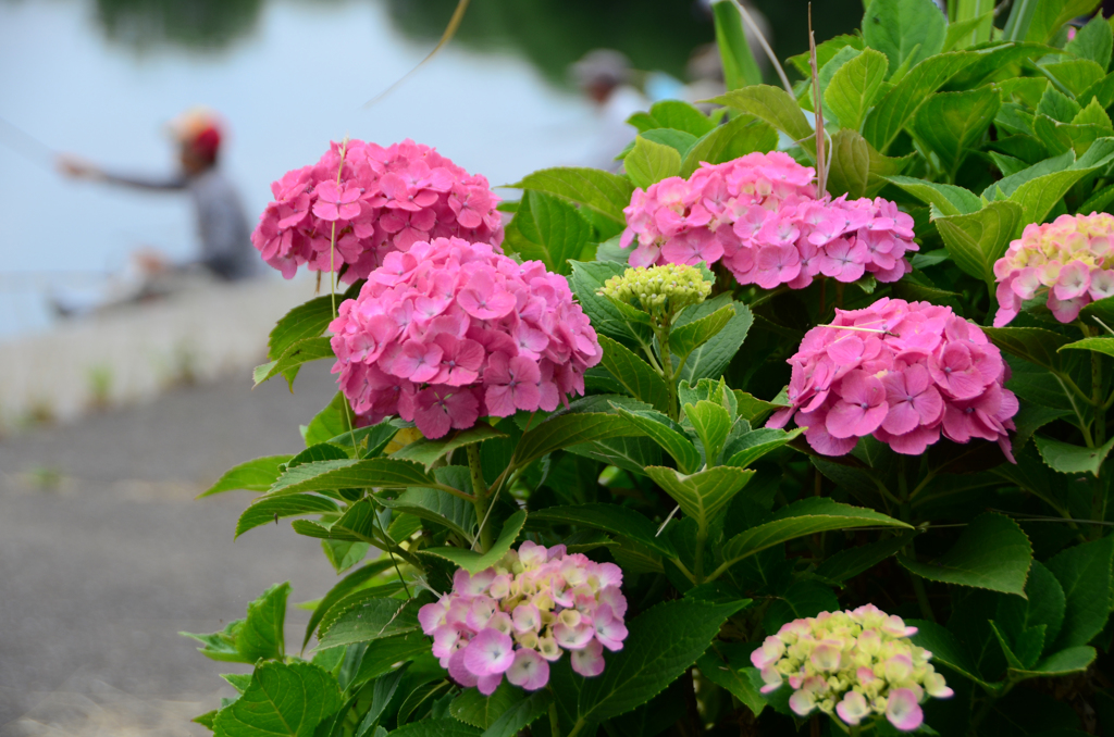 釣り人と紫陽花③