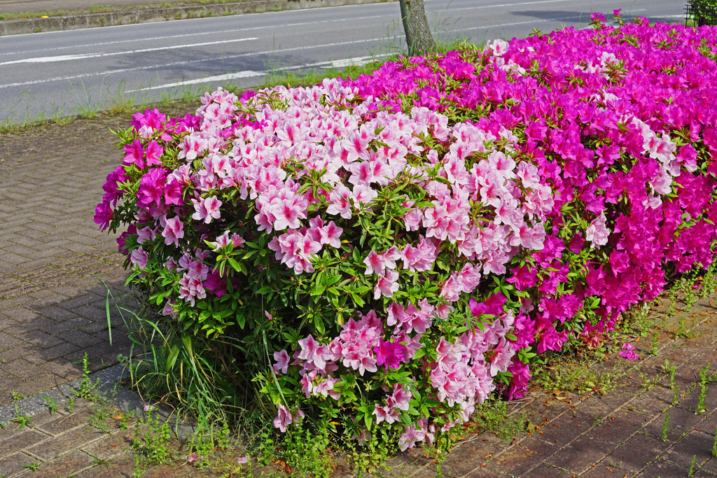道端に咲く　つつじブロック B