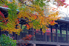 本土寺の紅葉　② 回廊と紅葉