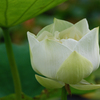 蓮　⑩ 清純  白い八重