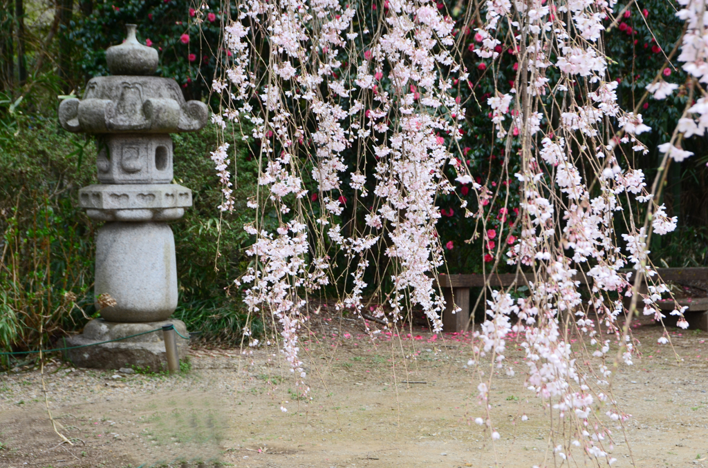 枝垂桜と灯篭