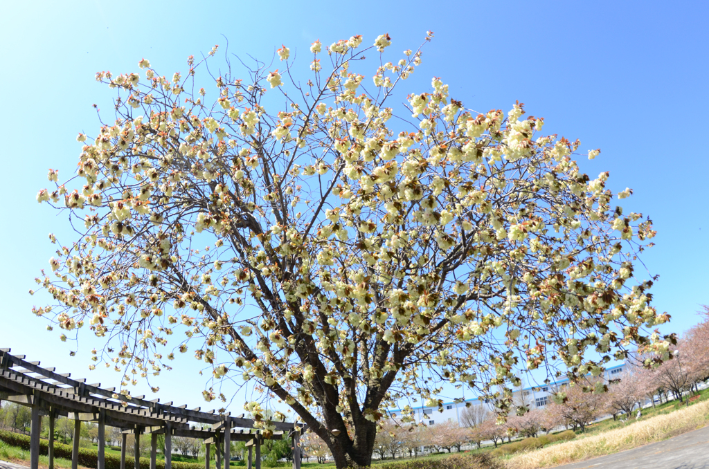 2020御衣黄桜　⑤ 満 開