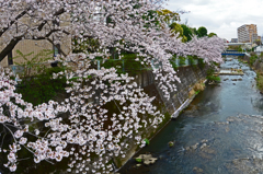 帷子川の桜