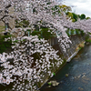 帷子川の桜