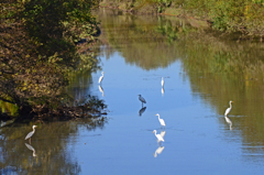 遊水地 水路の鳥たち