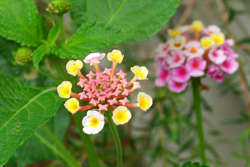 庭の花　④ランタナ