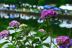 紫陽花と釣り人 Ⅰ