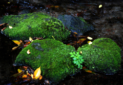 ♬  苔のむすまでー ♬