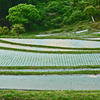 棚田　⑦新緑と田圃