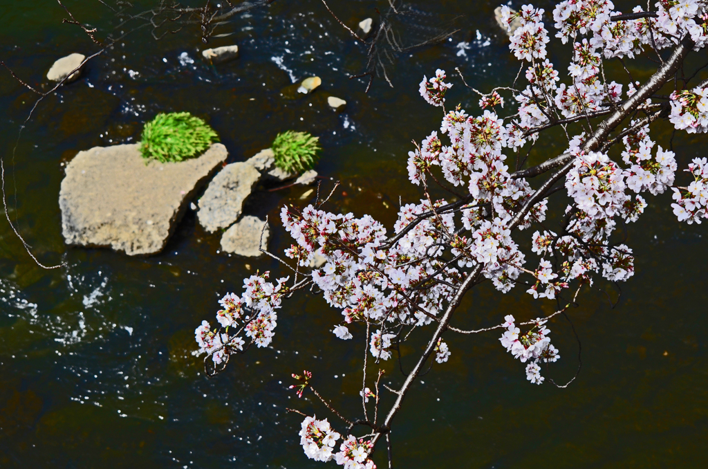 帷子川の桜 満開 ②