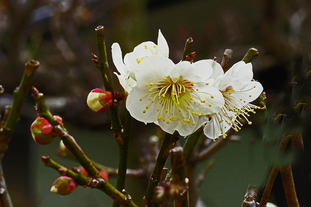 蕾３つ  花３つ