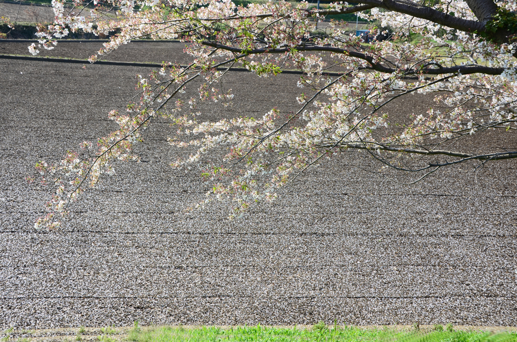 2020 桜 散る　④春耕の田圃へ Ⅱ