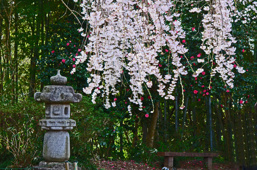 しだれ桜と石灯籠