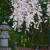 しだれ桜と石灯籠