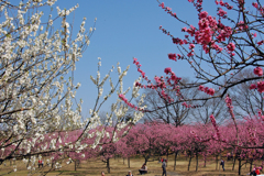 紅白 花桃合戦