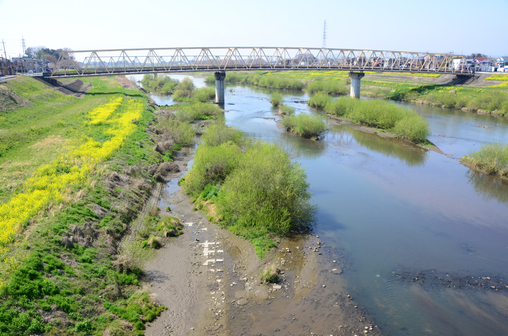 春の渡良瀬川