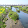 春の渡良瀬川