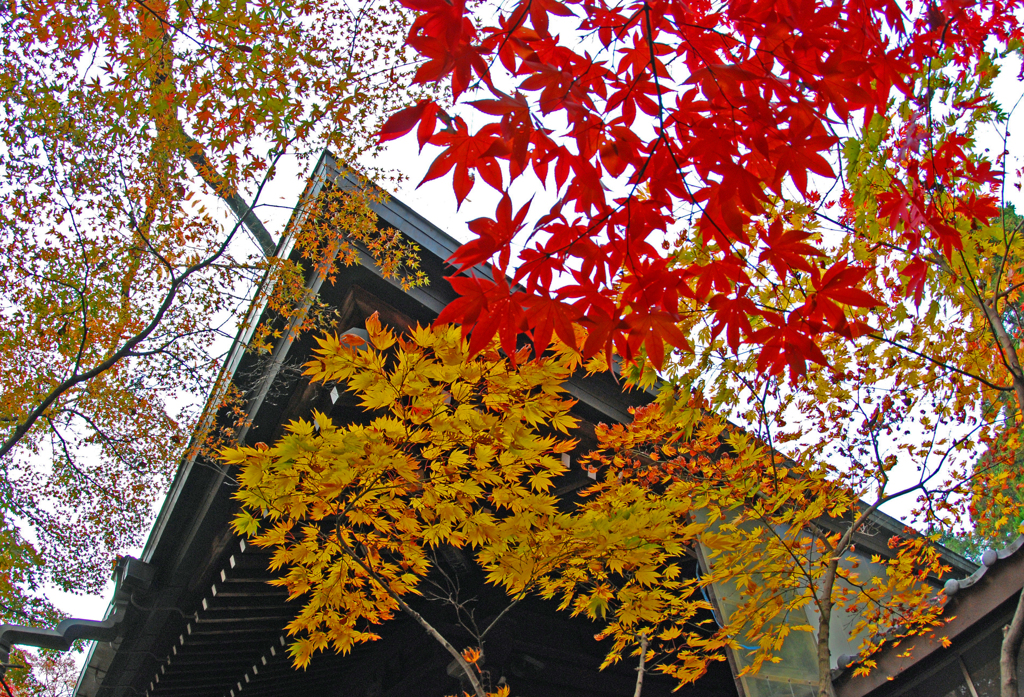 本土寺の紅葉　⑧ 競 艶
