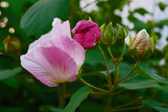 酔芙蓉　順々に咲きます 萎みます