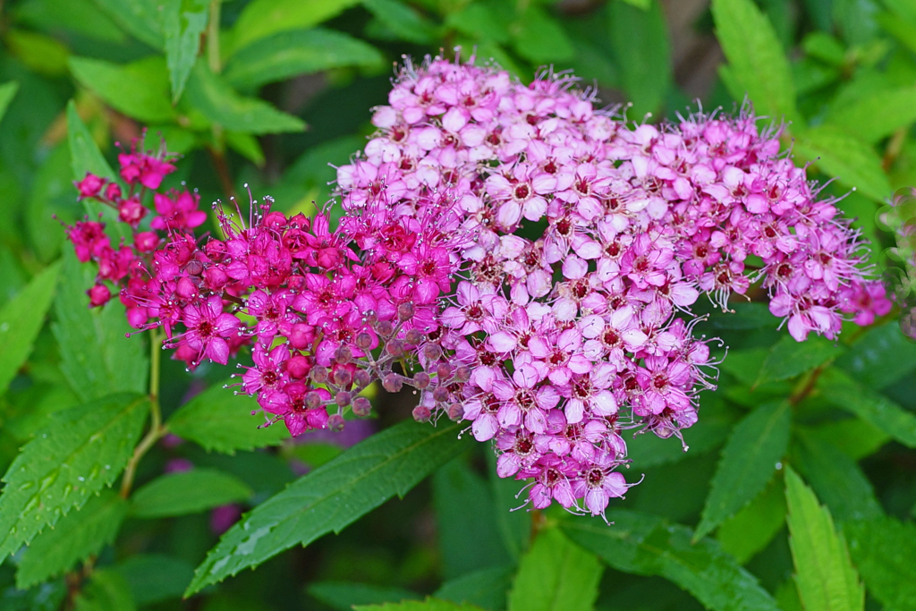庭の花　名知らず ②