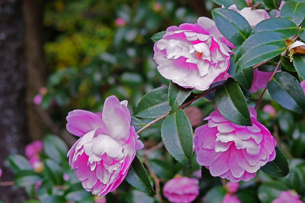 「山茶花」を撮りました