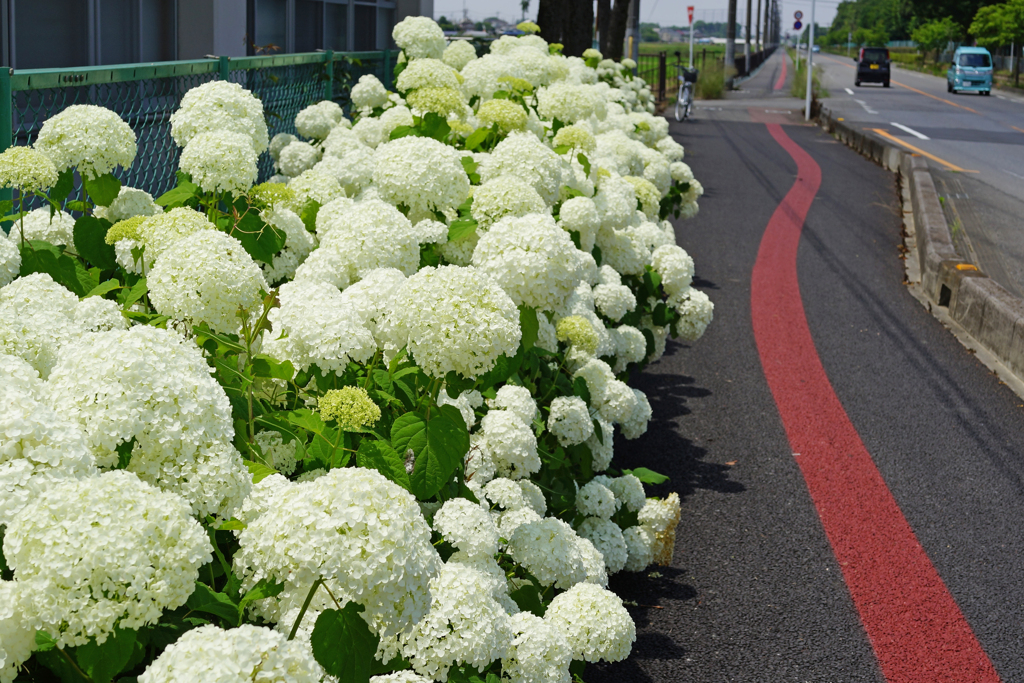 道路端の白い紫陽花