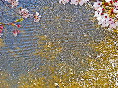 中山道を歩くⅢ　⑲石神井川を流れる花筏　　P1030730