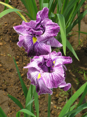 館林花菖蒲祭り　② 花菖蒲 a