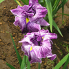 館林花菖蒲祭り　② 花菖蒲 a