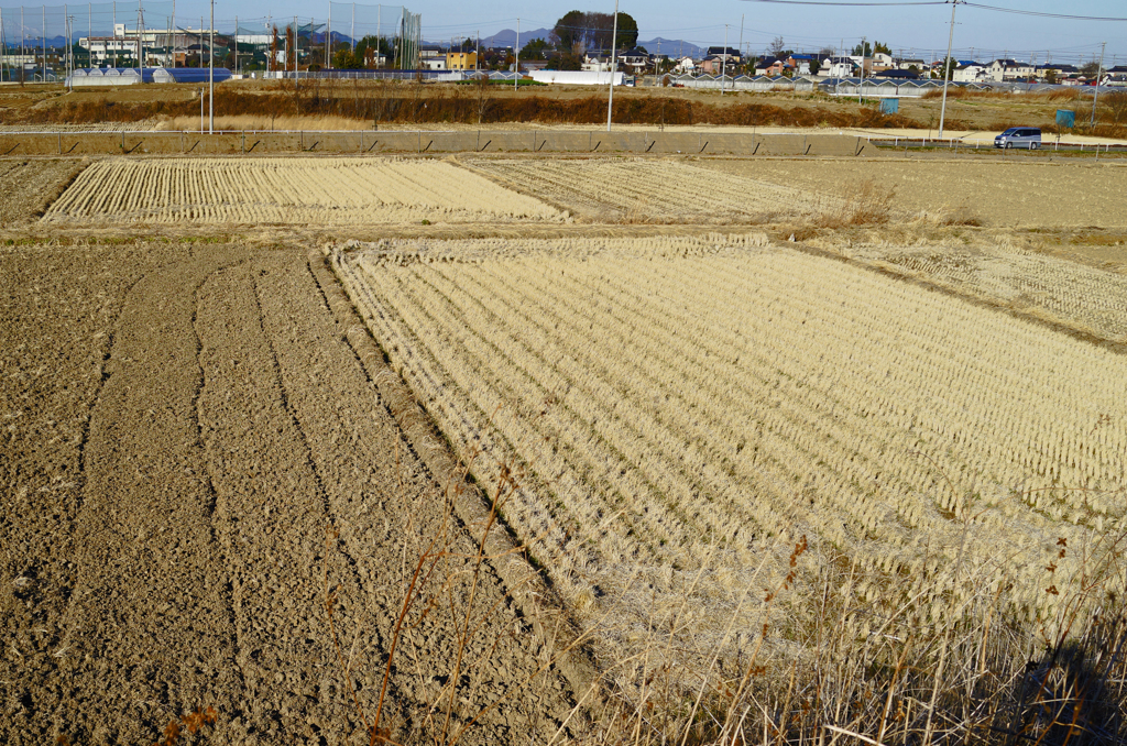 田圃模様　⑦ 白い田圃