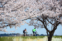 桜とサイクリスト②