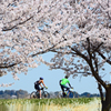 桜とサイクリスト②