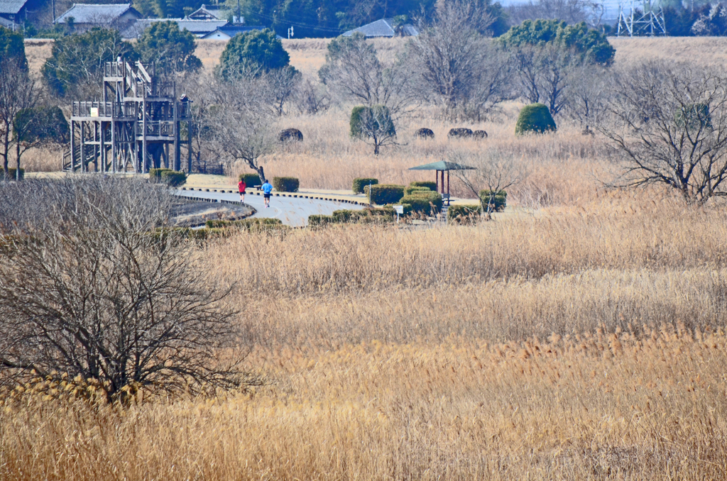 ヨシ焼を待つ　⑤ ヨシ原とランナーと展望台と