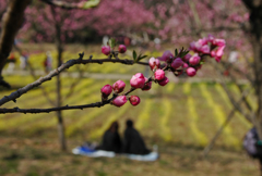 私たちの春　  花桃の蕾の下で