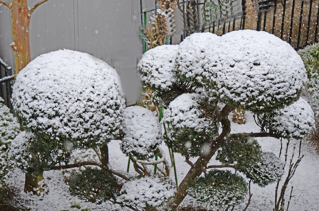 雪饅頭をどうぞ！