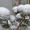 雪饅頭をどうぞ！