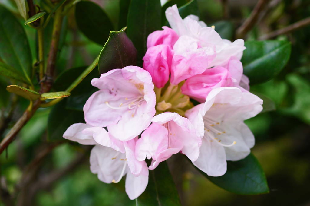 庭の花　しゃくなげ ①可愛い桃色