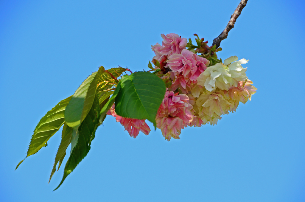 御衣黄桜　⑤ カラフルに・・