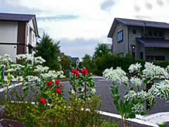 道端に咲く　真夏の初雪草 ② 