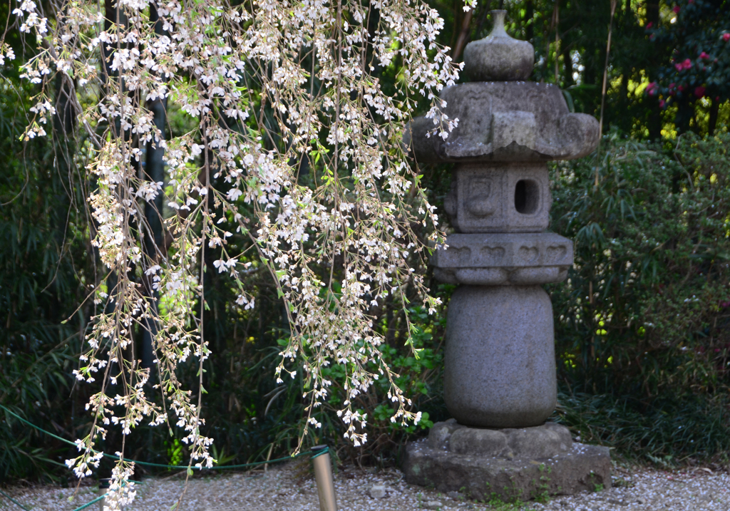 枝垂桜と石灯籠