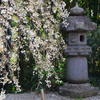 枝垂桜と石灯籠