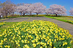 桜と水仙の競演②