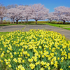桜と水仙の競演②