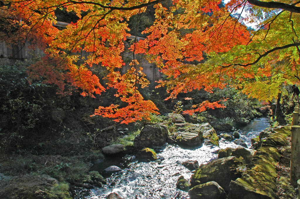 蓬莱山　➀ 紅葉と流れ