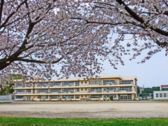 桜は小学校によく似合う ②