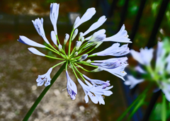 庭の花　⑥色白なアガパンサス